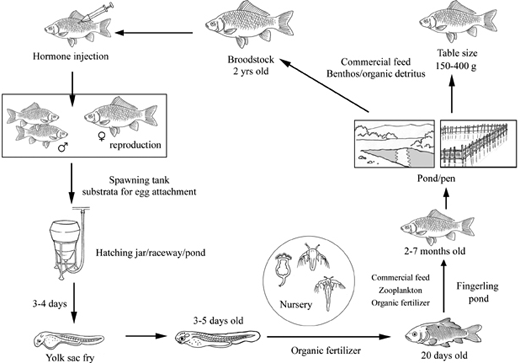 Fish Breeding Carp For Sale