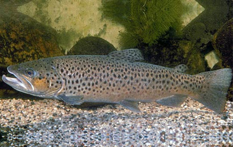 Brown Trout