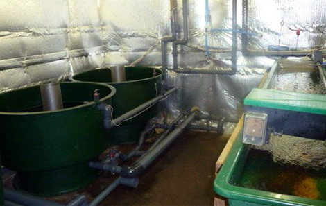 Fish Farm Hatchery