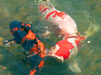 Koi Swimming